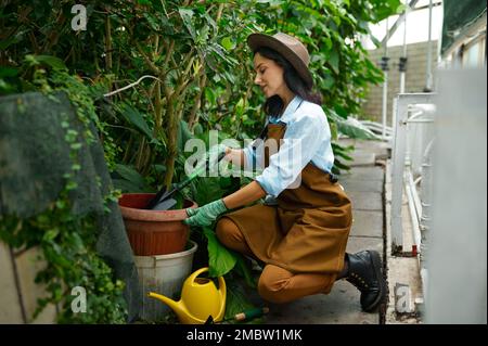 Gärtnerin, die Blumen in Gras pflanzt und im Gewächshaus arbeitet Stockfoto