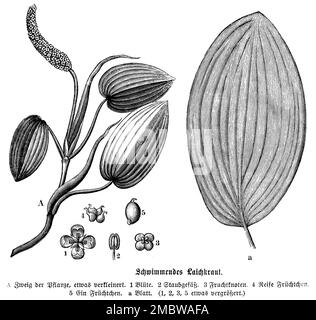 Schwimmendes Tüpfelkraut, Potamogeton natans, anonym (Botanisches Buch, 1880), Laichkraut, Potamot, Flottant Stockfoto
