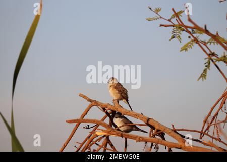 Indischer Silbervogel (Euodice malabarica) steht auf dem Baum Stockfoto