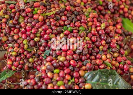 Geerntete reife Kaffeefrüchte auf einer Kaffeefarm Stockfoto