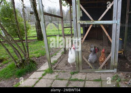 Hühnerstall im Garten Stockfoto