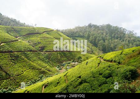 Grüne Hügel mit Teeplantagen in Sri Lanka, Asien Stockfoto