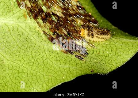 Marienkäfer (Harmonia, Adalia, Halmus spp.) Stockfoto