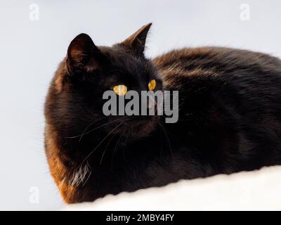 Porträt einer schwarzen Katze auf weißem schneebedeckten Hintergrund. Stockfoto