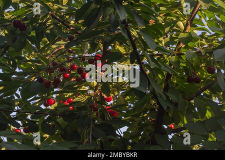 Kirschen auf dem Baum, viele grüne Blätter und rote saftige Kirschen am blauen Himmel. Bio-Kirschen. Gesunde Ernährung Stockfoto