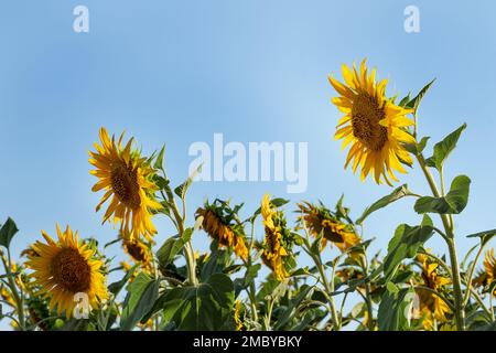 Große Köpfe von Sonnenblumen am Himmel, Blick von unten. Gelbe Sonnenblumen und klarer blauer Himmel. Ökologischer Landbau. Stockfoto