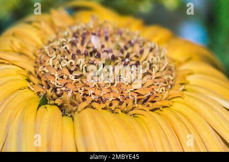 Makrobild eines welkenden Sonnenblumenkopfes Stockfoto