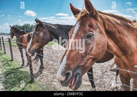Drei Pferde stehen in einer Koppel Stockfoto