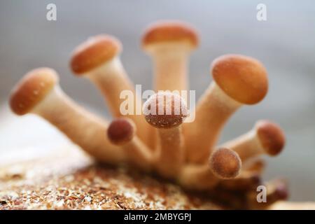 Nadelköpfe von Pappelpilzen oder Samtpyoppini (Yanagi Matsutake), die beim ersten Flush aus dem Mycel-Block herauswachsen Stockfoto