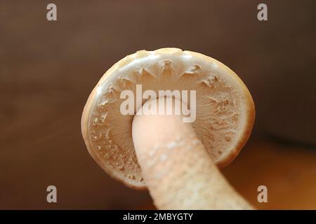 Nahaufnahme von Stiel und Mütze von reifen, samtenen Piappini- oder schwarzen Pappelpilzen (Yanagi Matsutake) Stockfoto