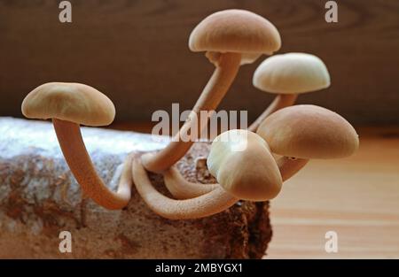 Nahaufnahme von reifen, samtenen Piappini oder schwarzen Pappelpilzen (Yanagi Matsutake) bereit für die Ernte Stockfoto