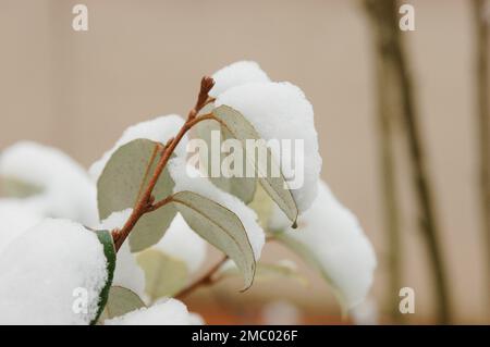 Schnee, der die immergrünen Blätter eines Eleagnus-Strauchs im Winter im Garten bedeckt Stockfoto