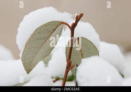 Schnee, der die immergrünen Blätter eines Eleagnus-Strauchs im Winter im Garten bedeckt Stockfoto