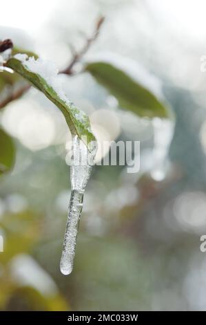 Ein Tropfen gefrorenes Wasser verwandelt sich durch die Kälte in einen langen Stalaktiten, hängt von einem Blatt, in vertikaler Form Stockfoto