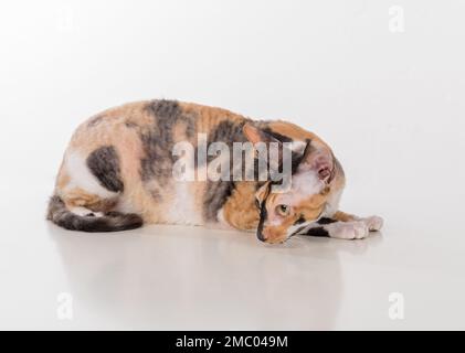Cornish Rex Cat isoliert auf weißem Hintergrund Stockfoto