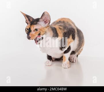 Cornish Rex Cat isoliert auf weißem Hintergrund Stockfoto