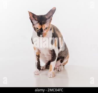 Cornish Rex Cat isoliert auf weißem Hintergrund Stockfoto