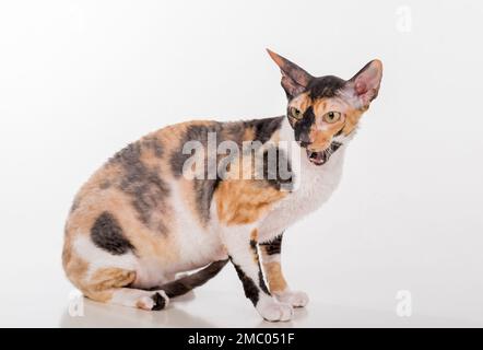 Cornish Rex Cat isoliert auf weißem Hintergrund Stockfoto