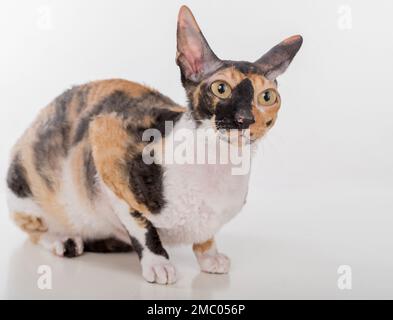 Cornish Rex Cat isoliert auf weißem Hintergrund Stockfoto