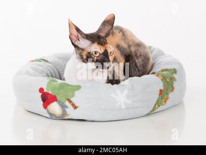 Cornish Rex Cat isoliert auf weißem Hintergrund Stockfoto