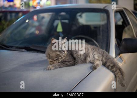 CAT auf der Motorhaube in Rhodos, Griechenland, Europa. Stockfoto