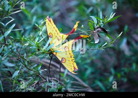 Madagaskaner Kometenmotte - Argema mittrei - ruht auf Dschungelbusch in ihrem natürlichen Lebensraum, Isalo Park, Madagaskar Stockfoto