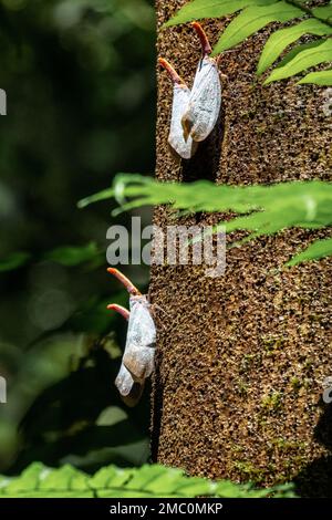 White Lantern Fliegen (Pyrops candelaria) im Mulu-Nationalpark, Borneo Stockfoto