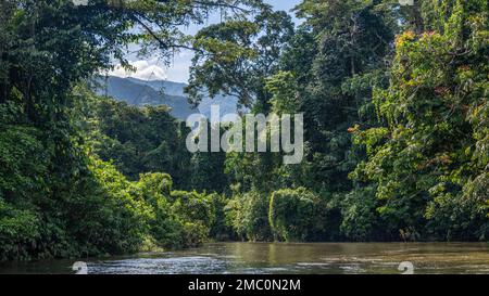 Fluss Durch Den Gunung Mulu Nationalpark Stockfoto