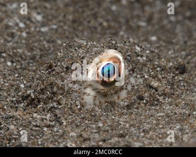 Auge eines gelbgefleckten Kugelfisches Stockfoto