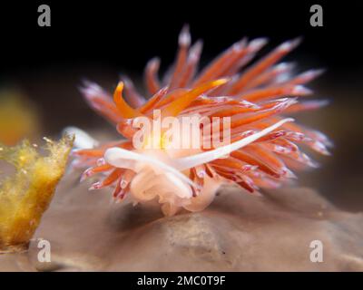 Nudibranch Pilgrim hervia auf einem braunen Meeresschwamm Stockfoto