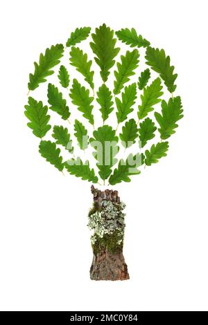 Eiche abstraktes konzeptionelles Symbol mit losen grünen Blättern und moosbedecktem Stamm. Surreales umweltfreundliches Designelement. Stockfoto