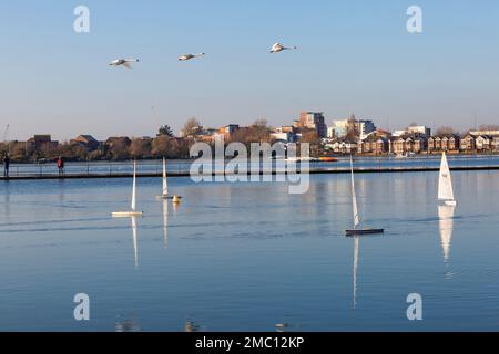 Poole, Dorset, UK. 21. Januar 2023 Britisches Wetter: Der bitterkalte, frostige Morgen in Poole schreckt leidenschaftliche Fans von funkgesteuerten Booten nicht ab, die ihre Laser-Modellboote um den Poole Park Lake fahren. Wenig Wind und gefrorene Stellen machen Rennen schwierig, schaffen aber eine ruhige, ruhige Szene mit wunderschönen Reflexionen in der Sonne. Drei Schwäne fliegen über die Boote. Kredit: Carolyn Jenkins/Alamy Live News Stockfoto