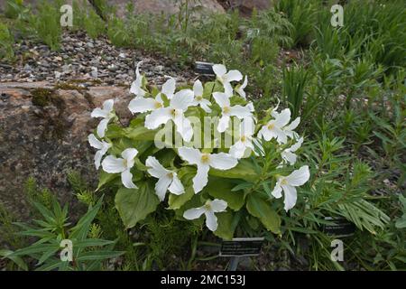 Trefoil (Trillium grandiflorum), Tromso Arctic-Alpine Botanical Garden, Norwegen Stockfoto