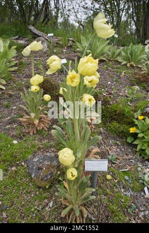 Mohn (Meconopsis integrifolia), Tromso Arctic-Alpine Botanical Garden, Norwegen Stockfoto