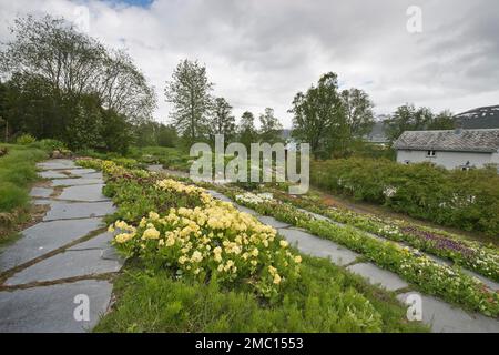 Tromso Arctic-Alpine Botanical Garden, Norwegen, Primula Flower (Primula) Stockfoto