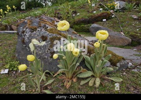 Mohn (Meconopsis integrifolia), Tromso Arctic-Alpine Botanical Garden, Norwegen Stockfoto