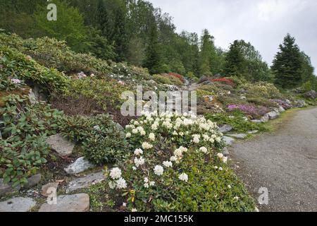 Tromso Arctic-Alpine Botanical Garden, Norwegen, Rhododendron (Rhododendron) Stockfoto