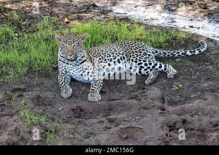 Weibliche Leopardin, die auf einem getrockneten Schlammfleck auf einer schattigen Lichtung im Kruger-Nationalpark, Südafrika, liegt Stockfoto