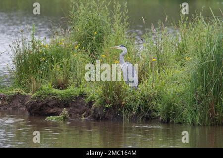 Graureiher (Ardea cinerea), Emsland, Niedersachsen, Deutschland Stockfoto