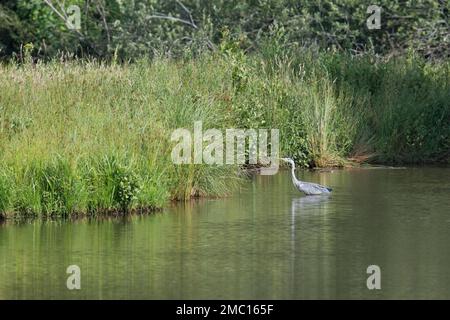 Graureiher (Ardea cinerea), Emsland, Niedersachsen, Deutschland Stockfoto