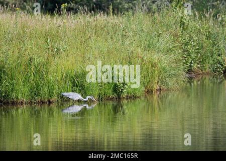 Graureiher (Ardea cinerea), Emsland, Niedersachsen, Deutschland Stockfoto