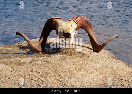 Marco Polo Agali Schädel, Traumsee, Kakshaal auch Berge, Tien Shan an der chinesischen Grenze, Naryn Region, Kirgisistan Stockfoto