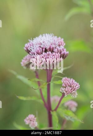 Hanf agrimony (Eupatorium cannabinum), Nahblume, Velbert, Nordrhein-Westfalen, Deutschland Stockfoto