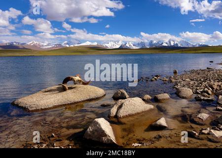 Marco Polo Agali Schädel, Traumsee, Kakshaal auch Berge, Tien Shan an der chinesischen Grenze, Naryn Region, Kirgisistan Stockfoto