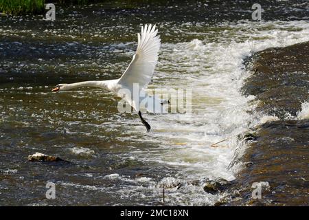 Stummer Schwan (Cygnus olor), der ein Wehr rennt und runterfliegt, Lahn, Wetzlar, Hessen, Deutschland Stockfoto