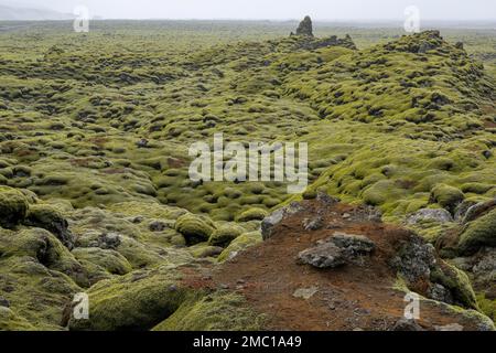 Eldhraun-Lavafeld bedeckt mit dichtem Moos, Island Stockfoto