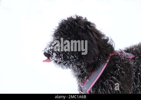 Ein schwarzer Pudelhund spielt im Schnee Stockfoto