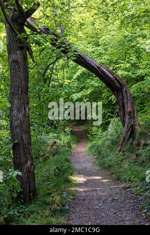 Windbruchgefahr beim Wandern im Harzwald Stockfoto