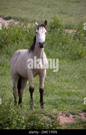 Blasses Pferd, das auf dem Feld bei Outer Hope in Devon steht Stockfoto