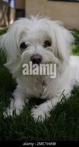 niedlichen weißen Hund Stockfoto